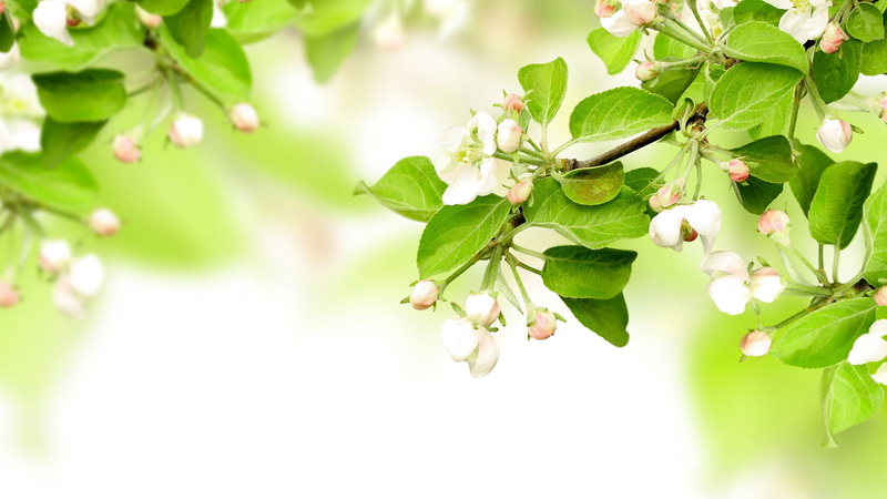 environment, spring, fruit, grow, cherry tree, food, growing, foliage, plant, season, forest, botanical, nature, closeup, freshness, outdoors, tea, fresh