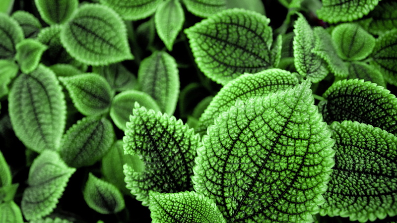 leaves, green color, bright, freshness, nature, close, fern, garden, fresh, 1080P, pattern, beauty in nature, plant, branch, plant part, cactus, texture