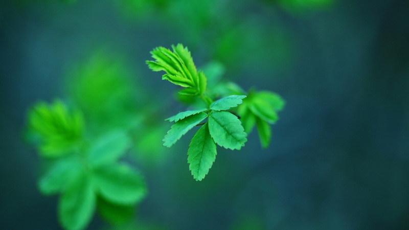 medicine, environment, plant part, flora, 1080P, closeup, clover, natural, organic, agriculture, growth, leaf, day, grow, plant, growing, gardening, flower