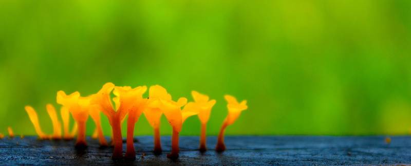 fire - natural phenomenon, flower head, springtime, jungle, orange, freshness, day, moss, Flora, grass, growth, wood, Wild, Mushroom, summer, flowering plant