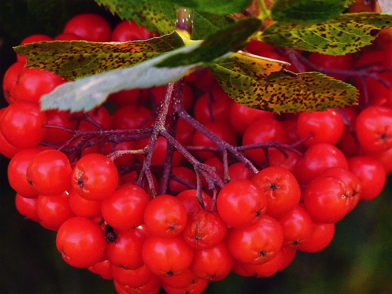 720P, organic, plant, no people, botanical, red, grow, nature, ecology, freshness, healthy lifestyle, twig, season, outdoors, fresh, large group of objects