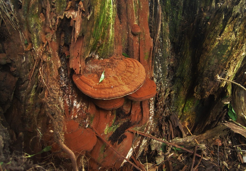 botany, morsch, wild growth, plant, outdoors, log, mushroom, non-urban scene, no people, flora, 2K, fungus on tree, tree, autumn, dead plant, fouling