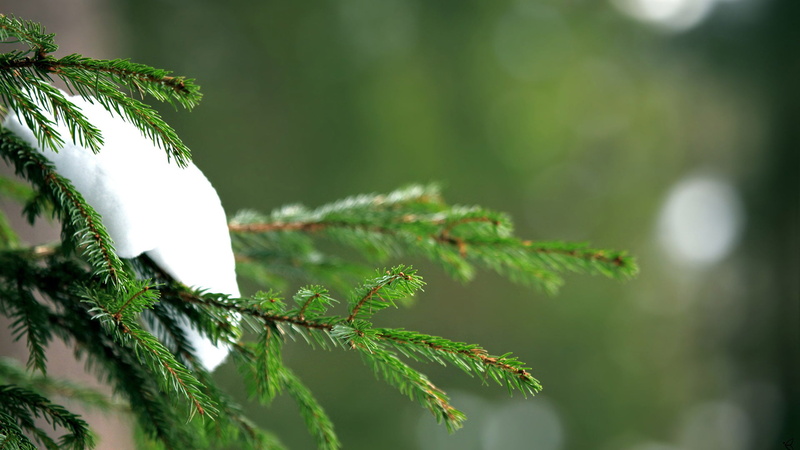 close, leaf, plant part, season, garden, selective focus, herb, color, insect, no people, botany, fresh, growth, plant, tranquility, spring, white color