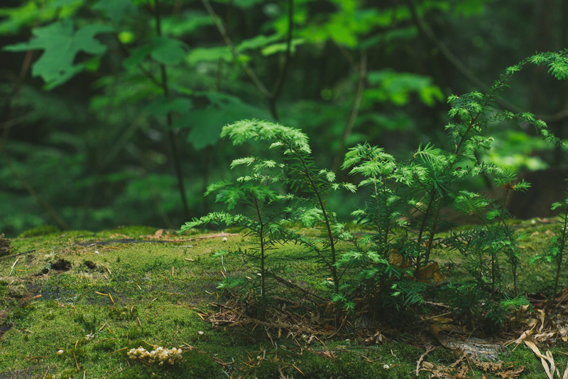 beauty in nature, nature, field, growth, woodland, ecosystem, 5K, plant part, land plant, old growth forest, tranquil scene, rainforest, focus on foreground