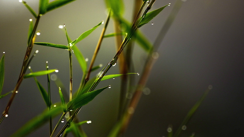 water, dew, organic, agriculture, branchlet, summer, color, beauty in nature, no people, freshness, invertebrate, stalk, day, environment, plant, arthropod