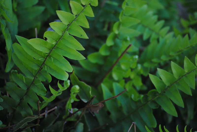 leaf vein, life, plant part, full frame, day, botany, plant, flower, focus on foreground, decoration, Leaf, selective focus, backgrounds, floral, macro