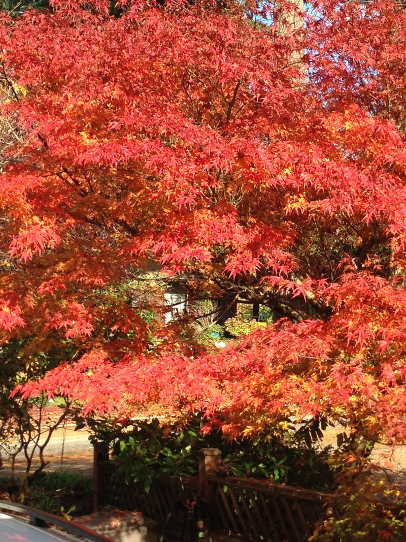 autumn, vegetation, park - Man Made Space, growth, tree, no people, plant, branch, botanical, cherry blossom, color Image, horticulture, tranquility, Colorful