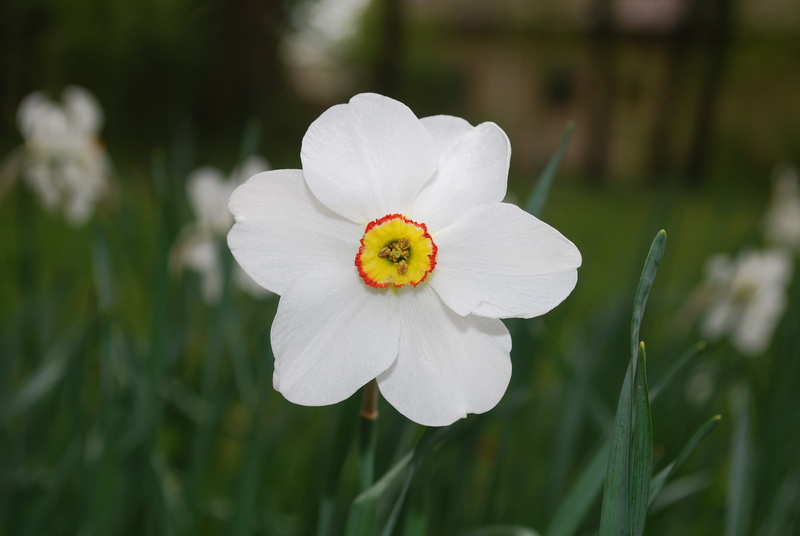 fragrance, flora, foliage, bud, tranquil, vivid, pure, aromatherapy, beauty in nature, organic, daffodil, environment, pollen, 4K, nature, fresh, close