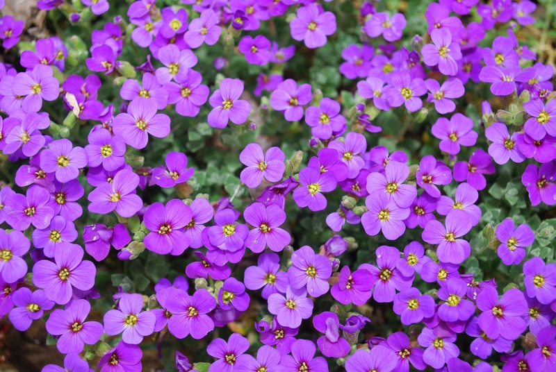 earth, vulnerability, close-up, environment, peace, field, stem, aromatherapy, abundance, natural, vivid, backgrounds, idyllic, summer, biology, bunch of flowers
