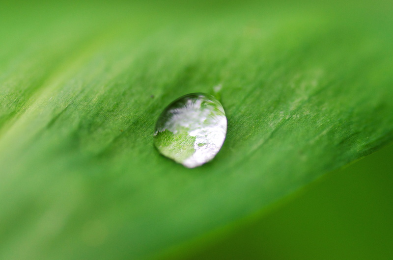 branch, tree, selective focus, drop, light, vein, background, botanical, water, healthy, nature, ecology, full frame, spring, freshness, plant part, fresh