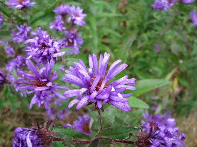 blooming, focus on foreground, fragrance, aromatic, delicate, pure, Blossom, outdoor, freshness, aromatherapy, agriculture, inflorescence, springtime, Flower