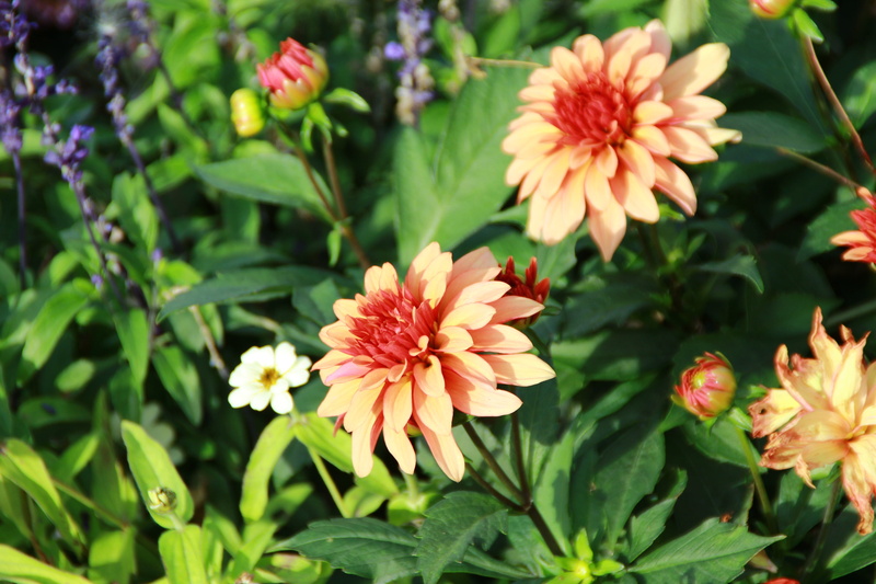 vulnerability, pure, foliage, organic, fragrant, aromatherapy, beauty in nature, flower head, view, eco, grow, serenity, harmony, botany, field, scenery