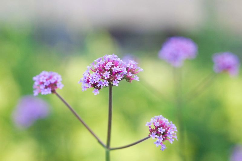 Flower, growth, geranium, life, no people, norway, season, flowering plant, petal, Garden, agriculture, natural, botany, purple, inflorescence, meadow