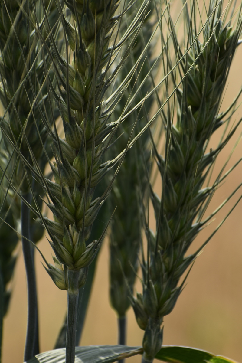 material, no people, potted plant, spring, texture, board, plant part, flora, green, macro, grain, old, selective focus, environment, meadow, wooden, forest