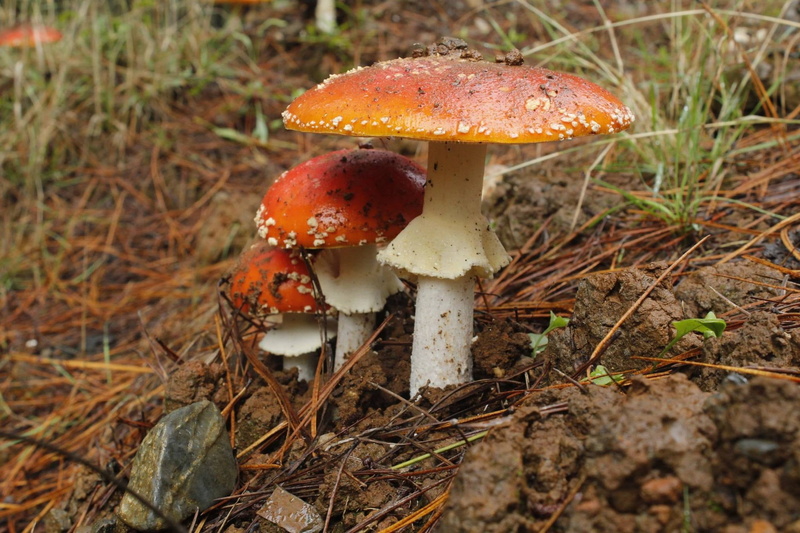 fly agaric mushroom, wood, day, green, land, delicious, freshness, vegetarian, mushroom, red, poisonous, autumn, moss, edible, grow, cap, gourmet, summer