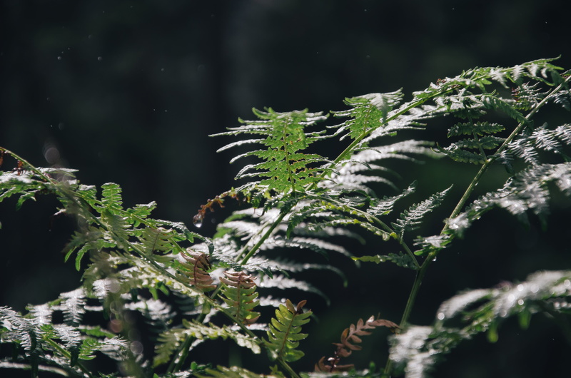 outdoors, snow, organic, lichen, flora, close-up, day, christmas, frost, plants, wild, selective focus, coniferous tree, rainforest, branch, winter, leaves