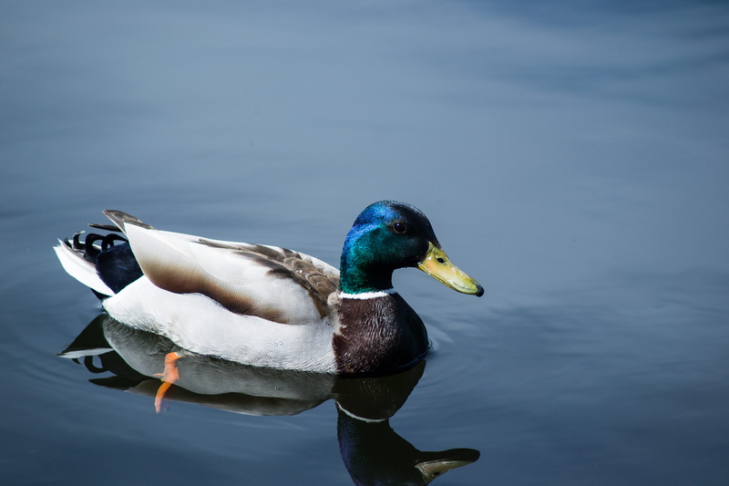no people, body, lake, beauty In Nature, bird, profile view, poultry, lake Waterfowl, 4K, mallard, male Animal, animals In The Wild, river, green Color