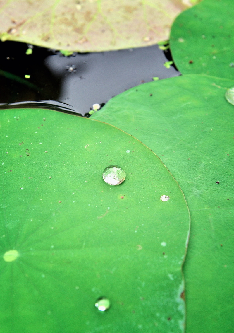 east, landscape, sunset, leaves, landmark, beauty in nature, lotus, close-up, cityscape, growth, skyline, raindrop, natural, floating, pond, waterlily
