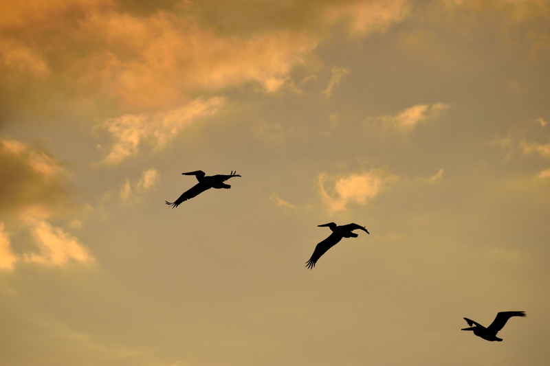 pelicans flying, animal, dusk, water, florida, vertebrate, motion, colorful, 5K, cloud - sky, evening, beauty in nature, landscape, river, spread wings