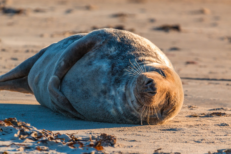 grey seal, beach, outdoors, sea island, one animal, dune, lion, sand, seal - animal, sea, land, relaxation, mammal, island, helgoland, vertebrate, marine