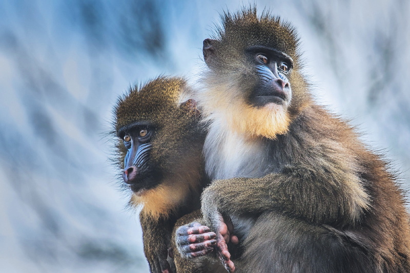 day, natural, mammal, animals In The Wild, cute, Monkeys, no people, body part, one animal, wild, animal wildlife, 1080P, animal family, endangered Species