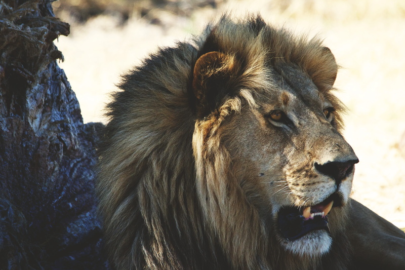 outdoors, feline, 4K, animal, animal themes, carnivore, animal wildlife, focus on foreground, no people, one animal, animals, animals And Pets, lion - Feline