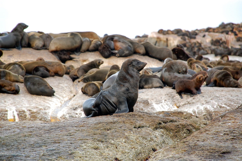 animal themes, animals in the wild, group of animals, vertebrate, sea lion, Sea, large group of animals, sky, mammals, 2K, beach, herd, mammal, day, animal
