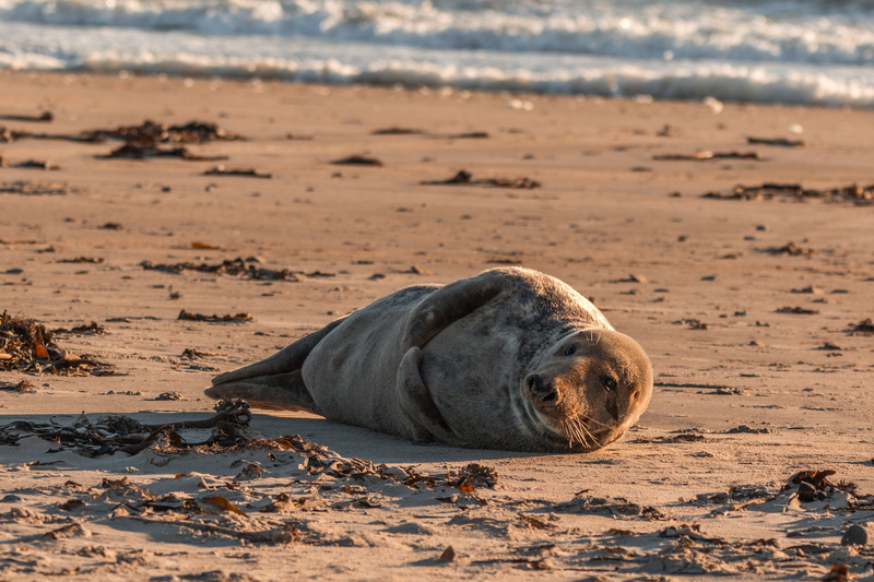 water, sand, vertebrate, animal, seal - animal, animals in the wild, beauty in nature, grey seal, animal themes, north sea, focus on foreground, island