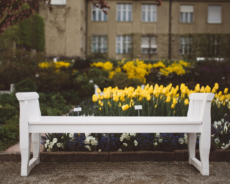 flower, absence, wood - material, built structure, vulnerability, beauty in nature, growth, green Color, flowering plant, flowerbed, empty, green leaves
