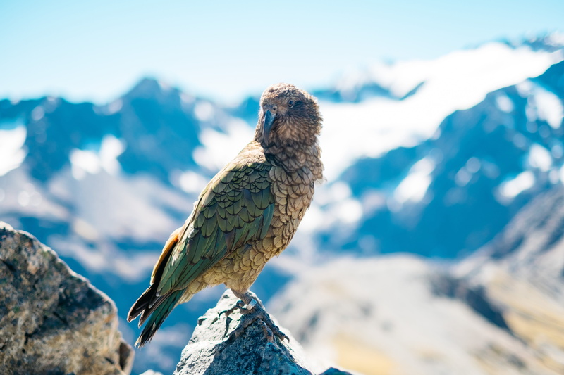 closeup, animal themes, green, beak, bird, focus on foreground, one animal, animal, wildlife, Wild, perching, focus, shallow, daytime, vertebrate, solid