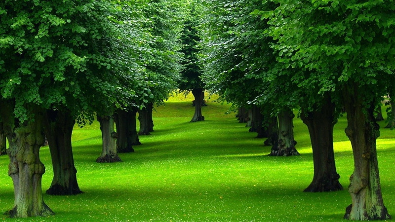 1080P, nature, landscape, leaves, park, grass, trees, green, forest, plants