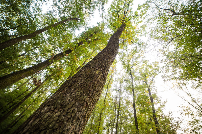 rainforest, low Angle View, tree canopy, day, trunk, green, branch, 4K, View, tree, directly Below, Bottom, leaf, nature, sunlight, leaves, one animal