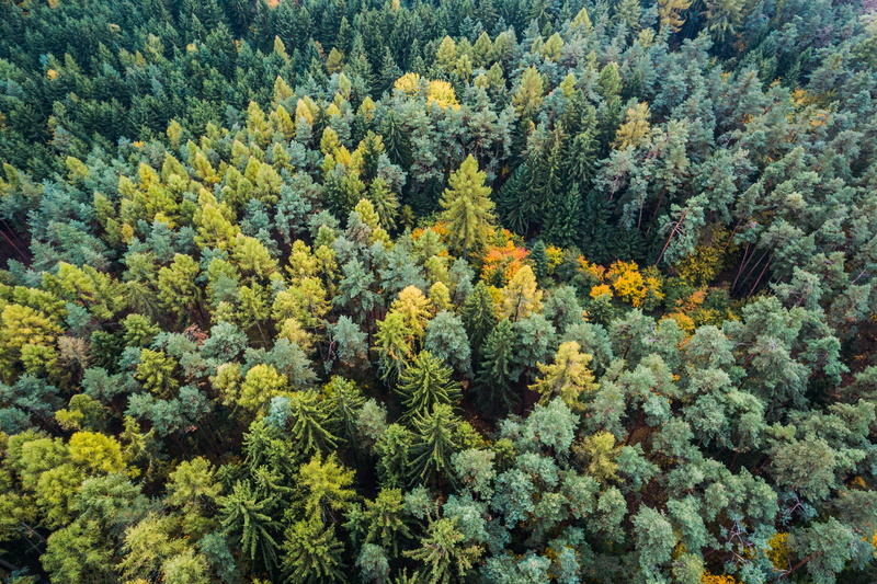 plant, tree, yellow, leaf, flowerbed, fall, coniferous tree, pine tree, from above, scenics, green, tranquil scene, nature, treetops, lush Foliage, autumn