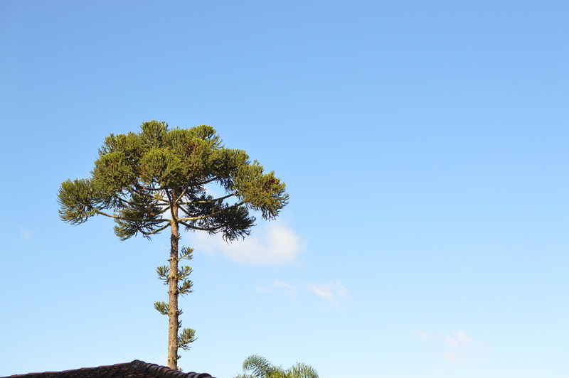 nature, beauty in nature, paraná, copy space, growth, treetop, bright, 4K, low angle view, tranquil scene, environment, Tree, tree trunk, pine tree, directly below
