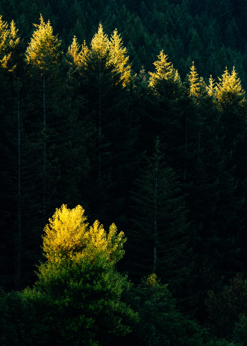 plant, no person, coniferous Tree, pine Tree, beauty In Nature, green, sky, wood, daytime, outdoors, 5K, woodland, tree, pnw, environment, light, blue
