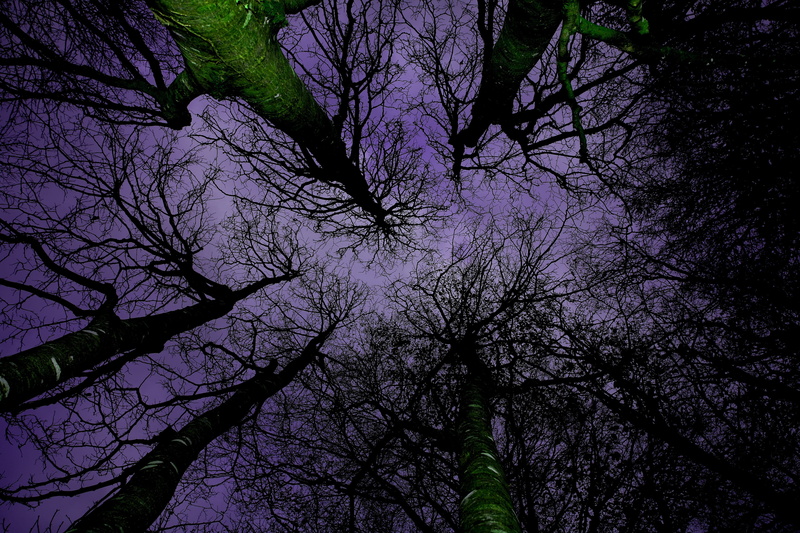 branches, green, bare tree, autumn, forest, tranquil scene, outdoors, no people, sky, light, dark, canopy, plant, landscape, tranquility, trees, dusk, tree trunk