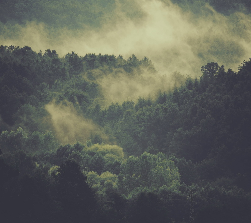tranquility, lush foliage, tranquil scene, scenics - nature, leaf, environment, land, forest, green color, green, trees, sky, woodland, rainforest, growth