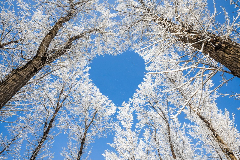 Winter, Earth, Tree, Nature, 1080P, Heart-Shaped, Treetops