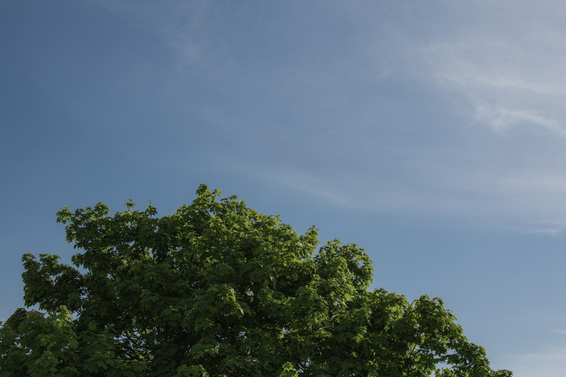 tranquility, no people, treetop, green color, space, cloud - sky, scenics - nature, copy space, plant, tree, 5K, beauty in nature, outdoors, blue, nature