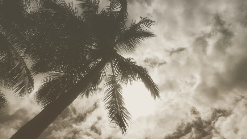 clouds, plant, branch, cloud - sky, trees, growth, forest, tropical tree, no people, scenics - nature, beauty in nature, palm trees, leaf, coconut palm tree