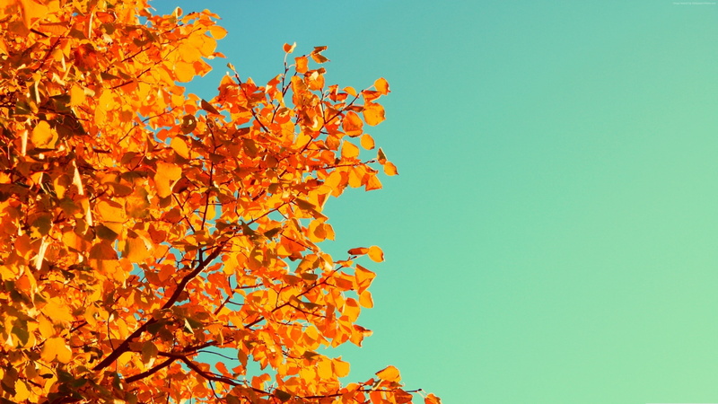 growth, orange color, plant part, branch, no people, leaf, clear sky, day, beauty in nature, 4K, treetop, sky, change, outdoors, blue, low angle view