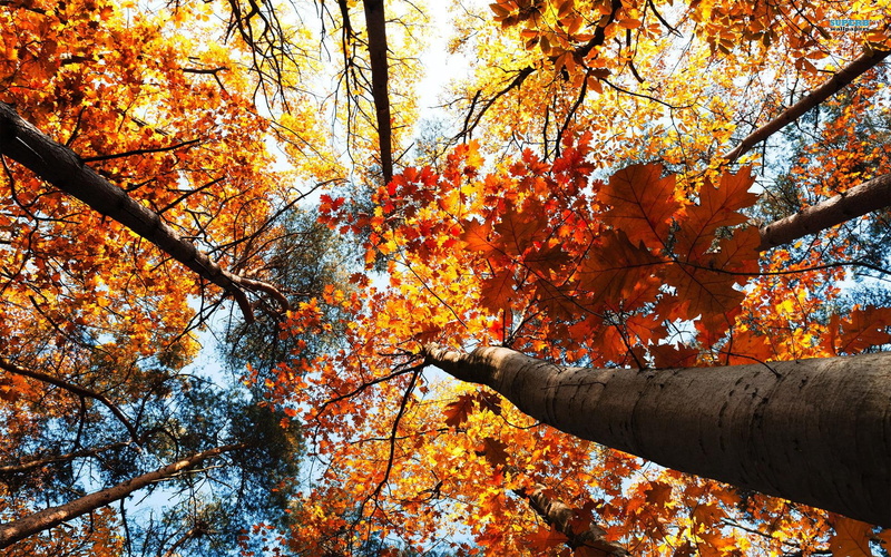 fall, treetops, 1080P, trees, nature and landscapes, leaves