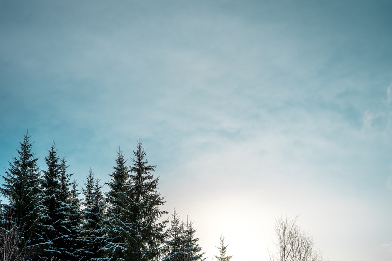 pine tree, tranquil scene, tree, pine trees, sky, tranquility, bare tree, 5K, cloud - sky, growth, winter, beauty in nature, sky blue, non-urban scene