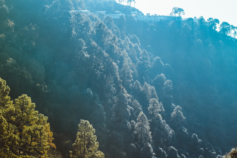 environment, tranquil scene, day, tranquility, mountain, forest, coniferous tree, growth, plant, land, scenics - nature, water, tree, nature, sunlight