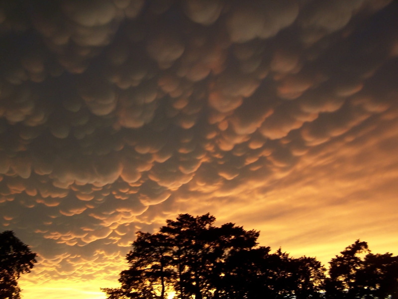 cloud - sky, Clouds, round pouches, Mammatus, beauty in nature, plant, sunset, dramatic, growth, tree, no people, silhouette, colorful, landscape, coniferous tree