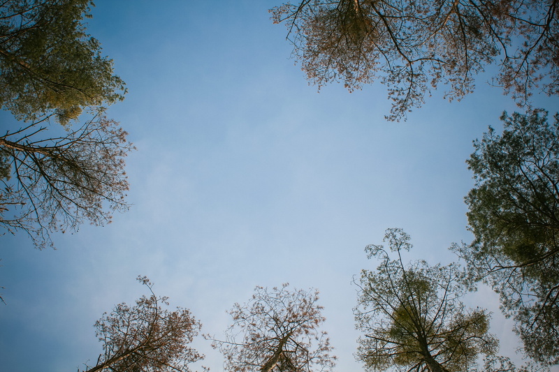 growth, no people, beauty In Nature, season, backgrounds, directly below, day, pine tree, clear sky, blue, tree, tranquility, plant, 4K, branch, treetop