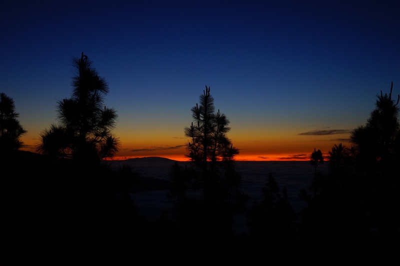 sky, canary islands, afterglow, treetop, tranquility, plant, outdoors, no people, environment, tree, tenerife, la palma, sunset, idyllic, island, nature