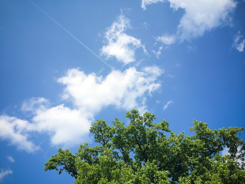 plant, beauty In Nature, forest, no People, season, cloudscape, cloud - Sky, non-urban scene, 2K, vapor trail, summer, nature, weather, idyllic, low angle view
