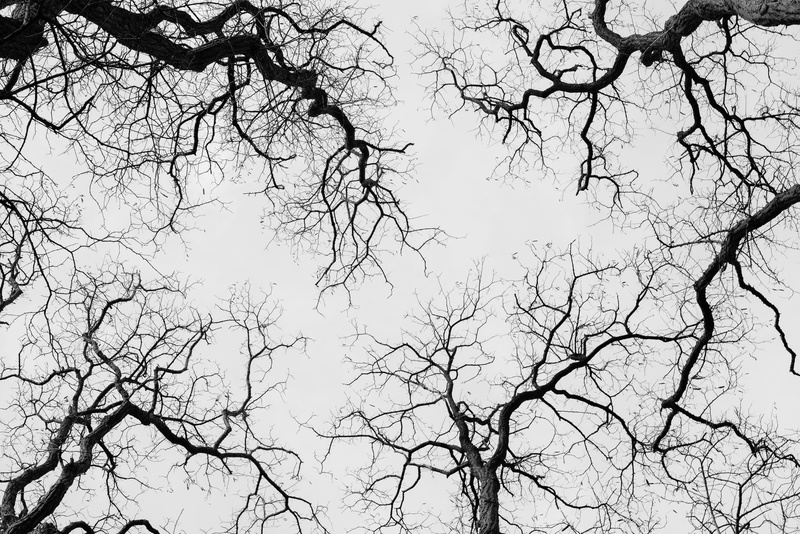nature, black and white, idyllic, branch, backgrounds, tranquility, trees, treetops, beauty in nature, outdoors, tree canopy, sky, 5K, silhouette, clear sky