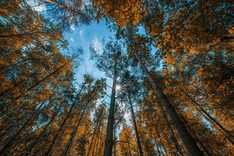 Earth, Tree, Fall, Treetops, 1080P, Forest, Nature